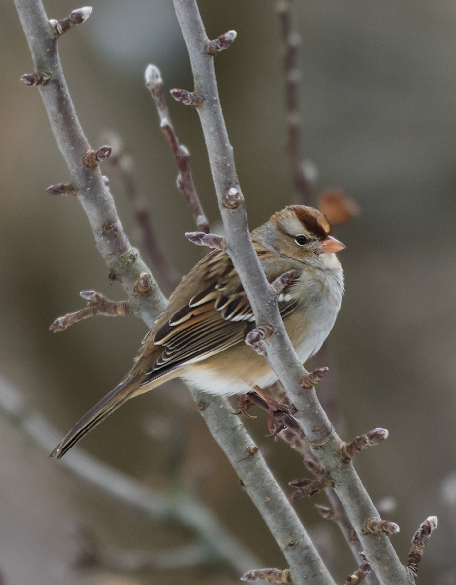 גיבתונית לבנת-כיפה - ML646555521