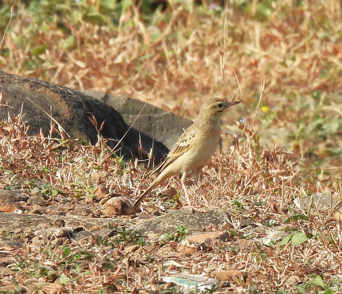 ムジタヒバリ - ML646555522