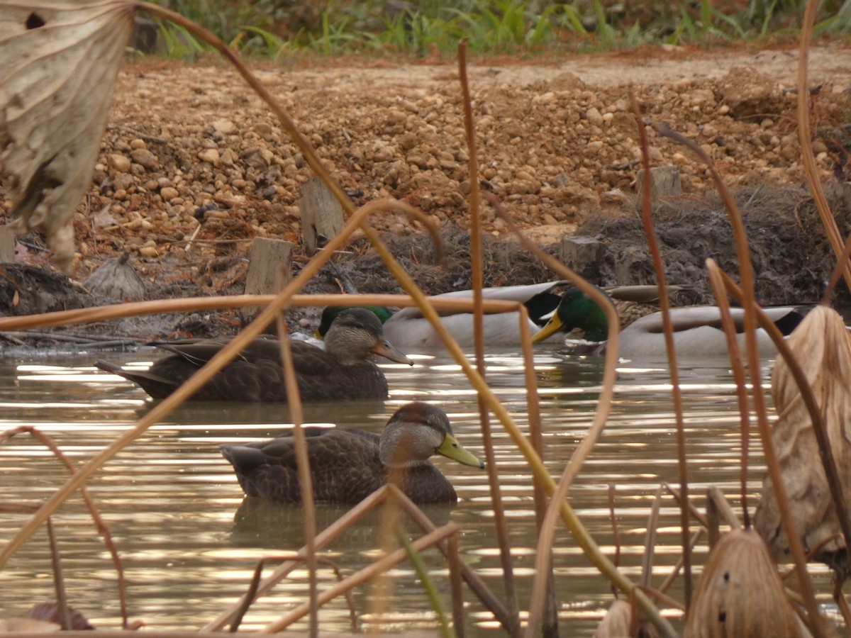 American Black Duck - ML646555523