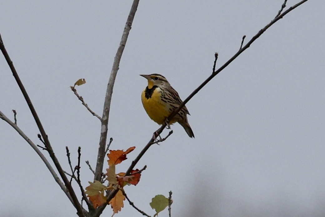 Eastern Meadowlark - ML646555526