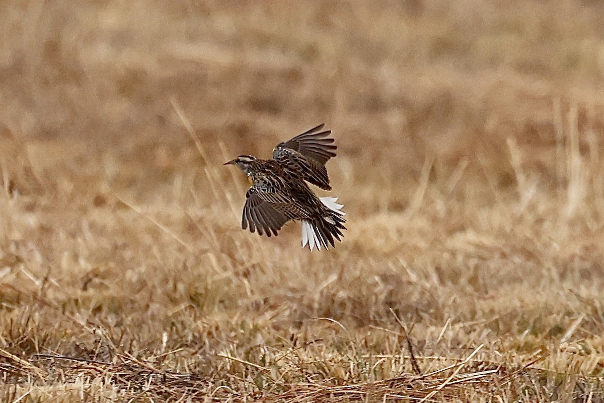 Eastern Meadowlark - ML646555527