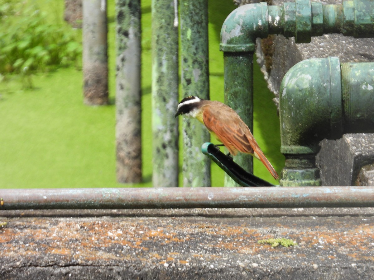 Great Kiskadee - ML646555529
