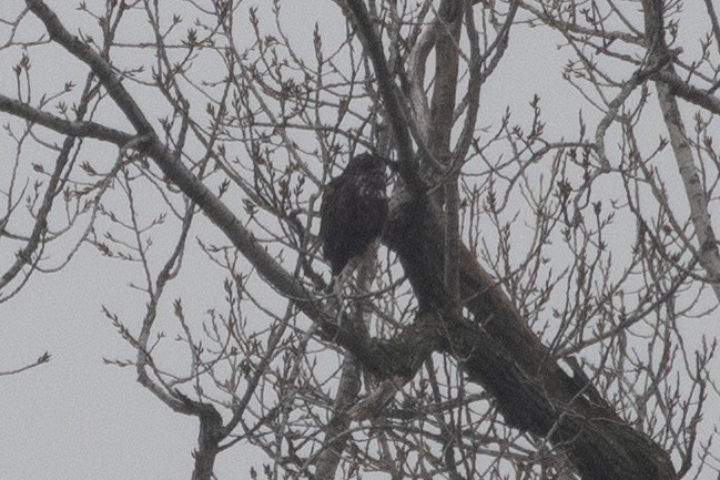 Red-tailed Hawk (Harlan's) - ML646555531