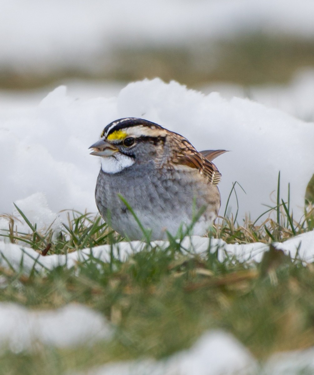 גיבתונית לבנת-גרון - ML646555533