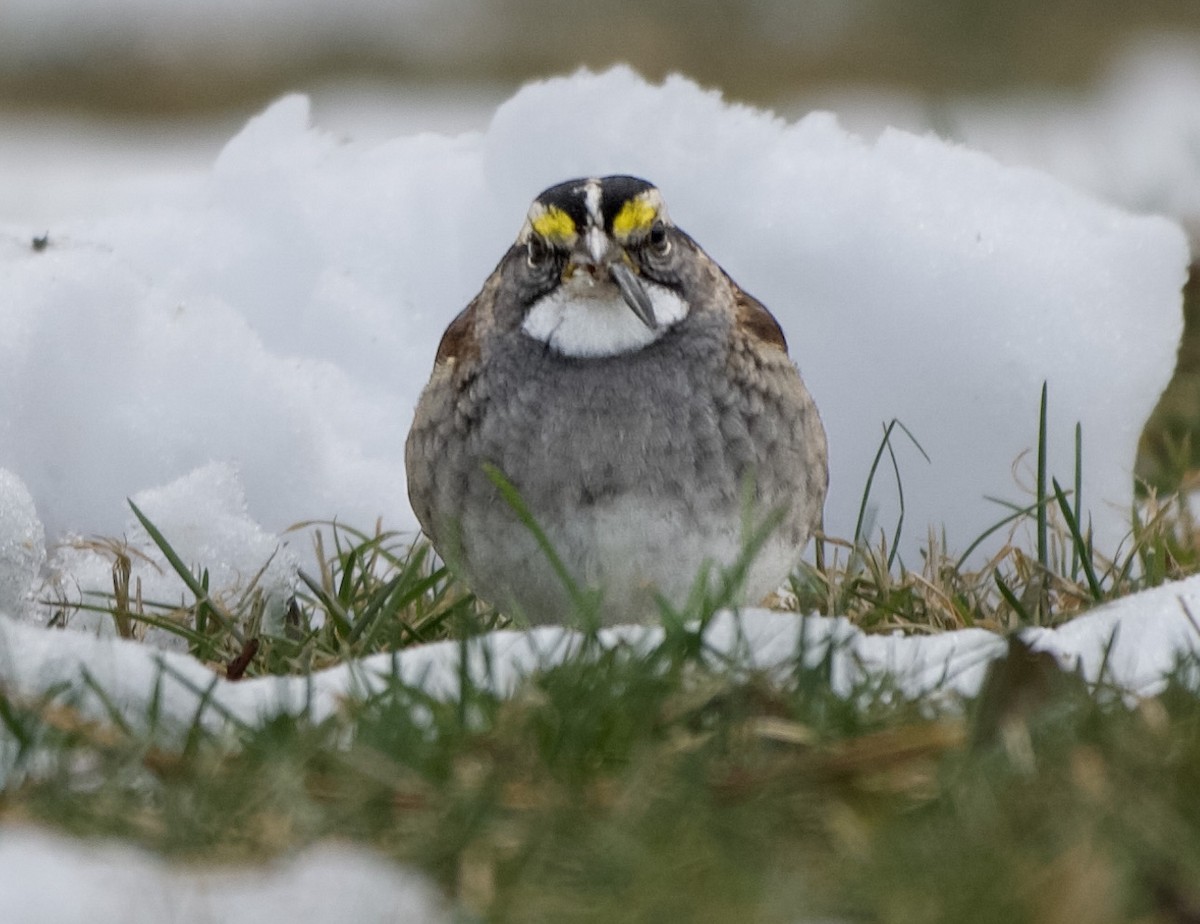גיבתונית לבנת-גרון - ML646555534