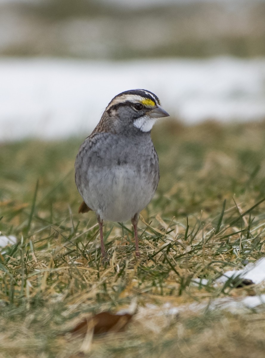 גיבתונית לבנת-גרון - ML646555535