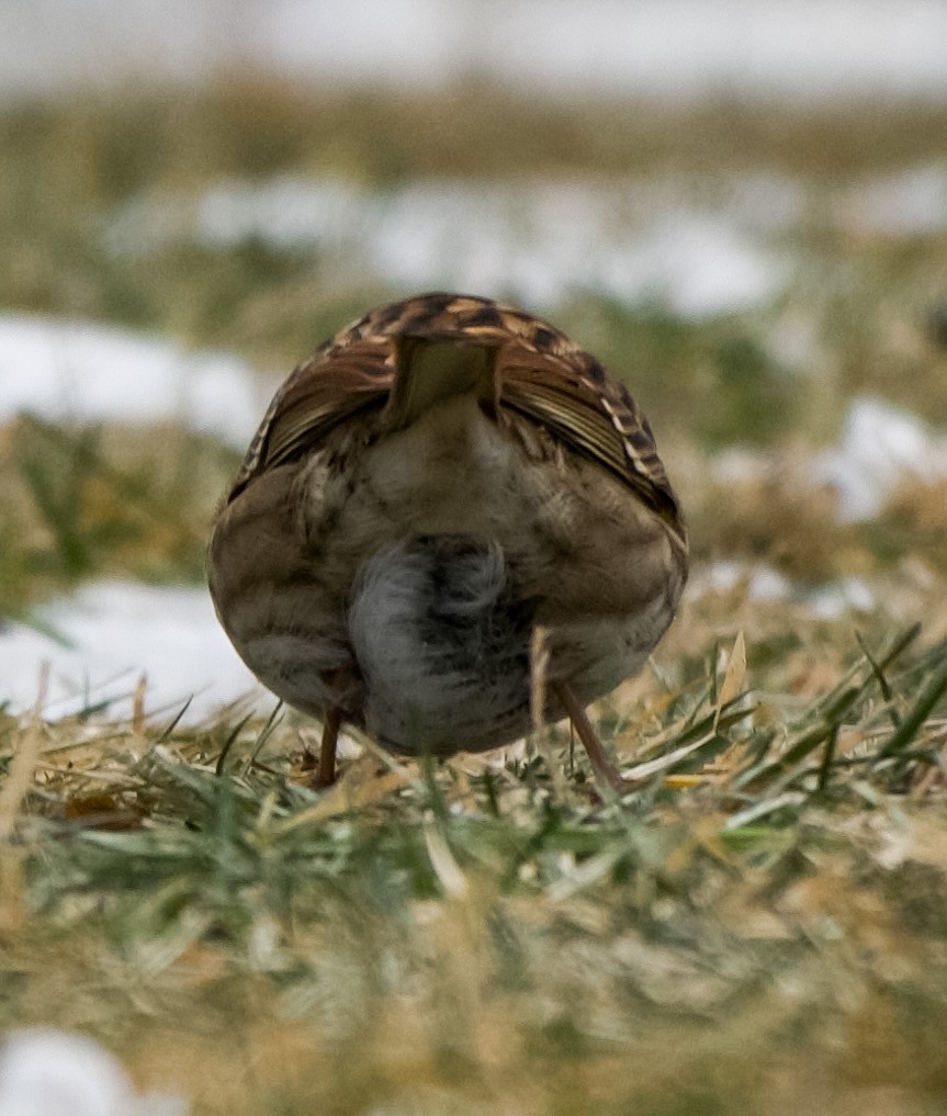 גיבתונית לבנת-גרון - ML646555536