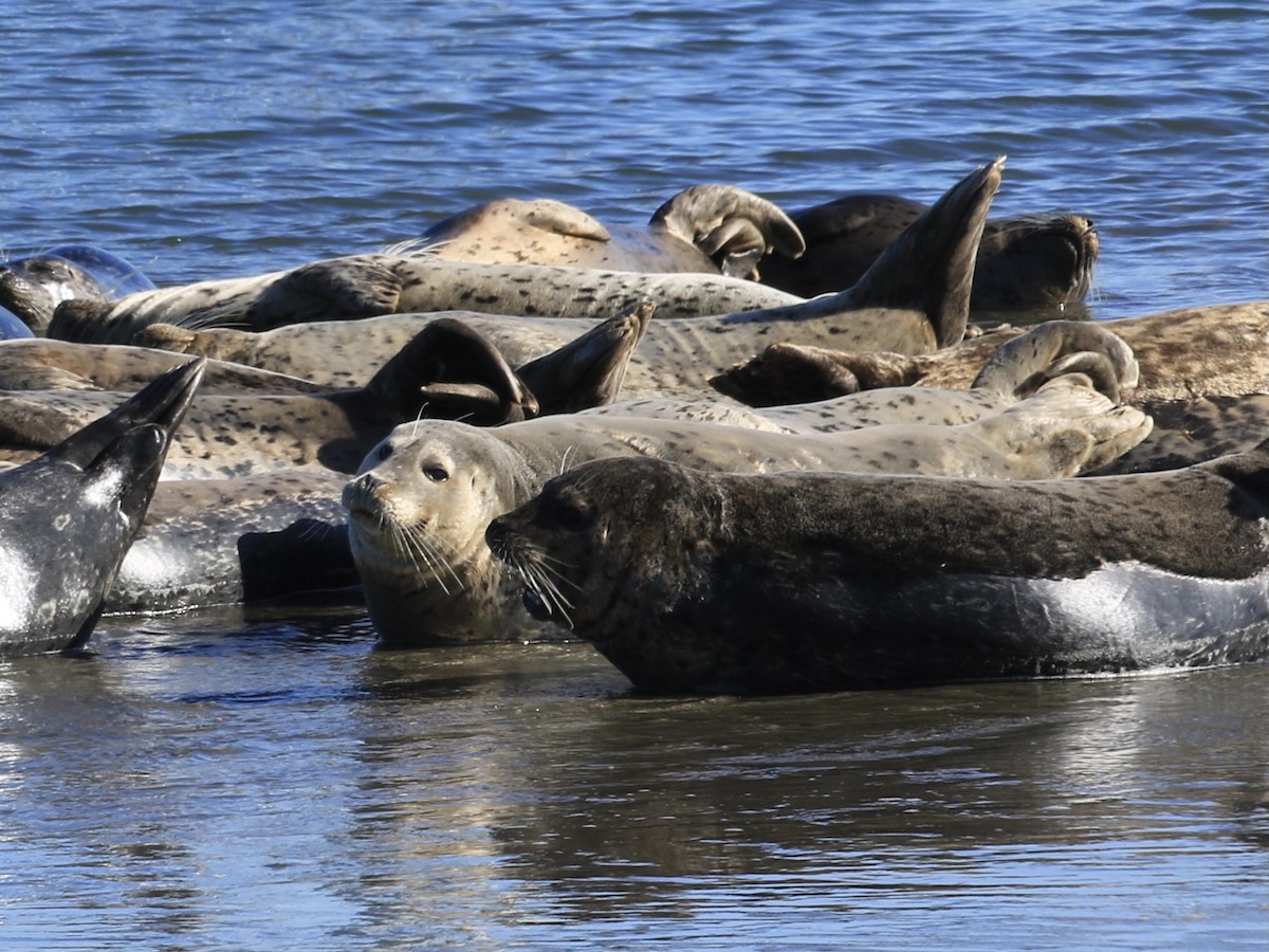Harbor Seal - ML646555537