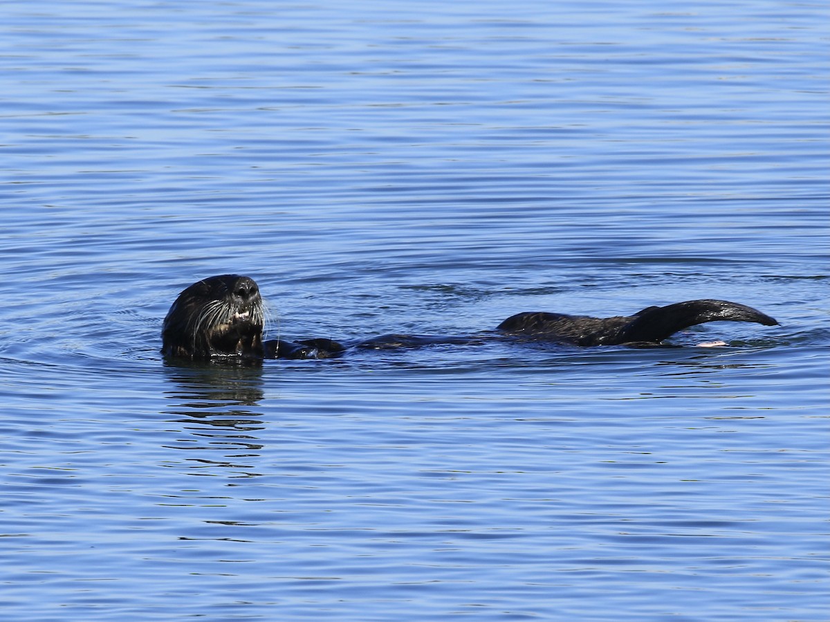 Sea Otter - ML646555538