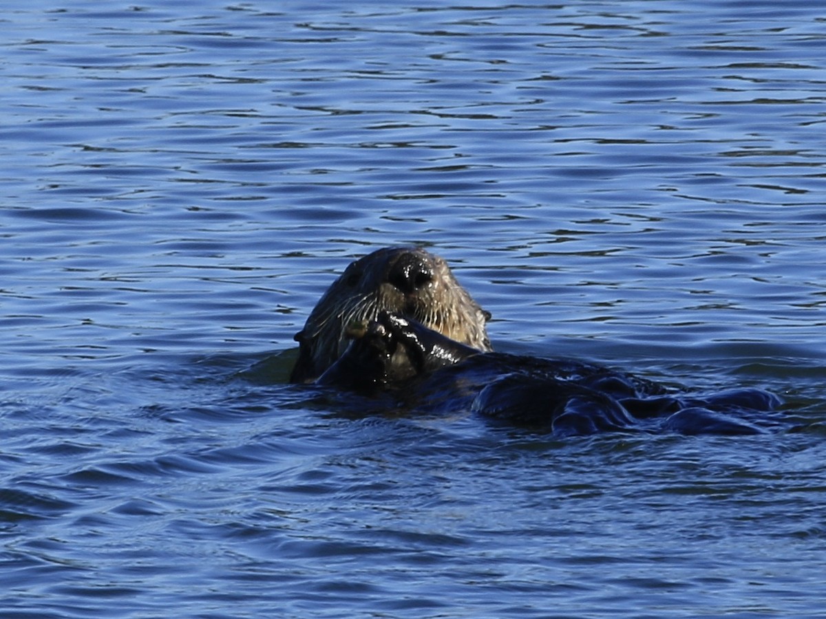 Sea Otter - ML646555539