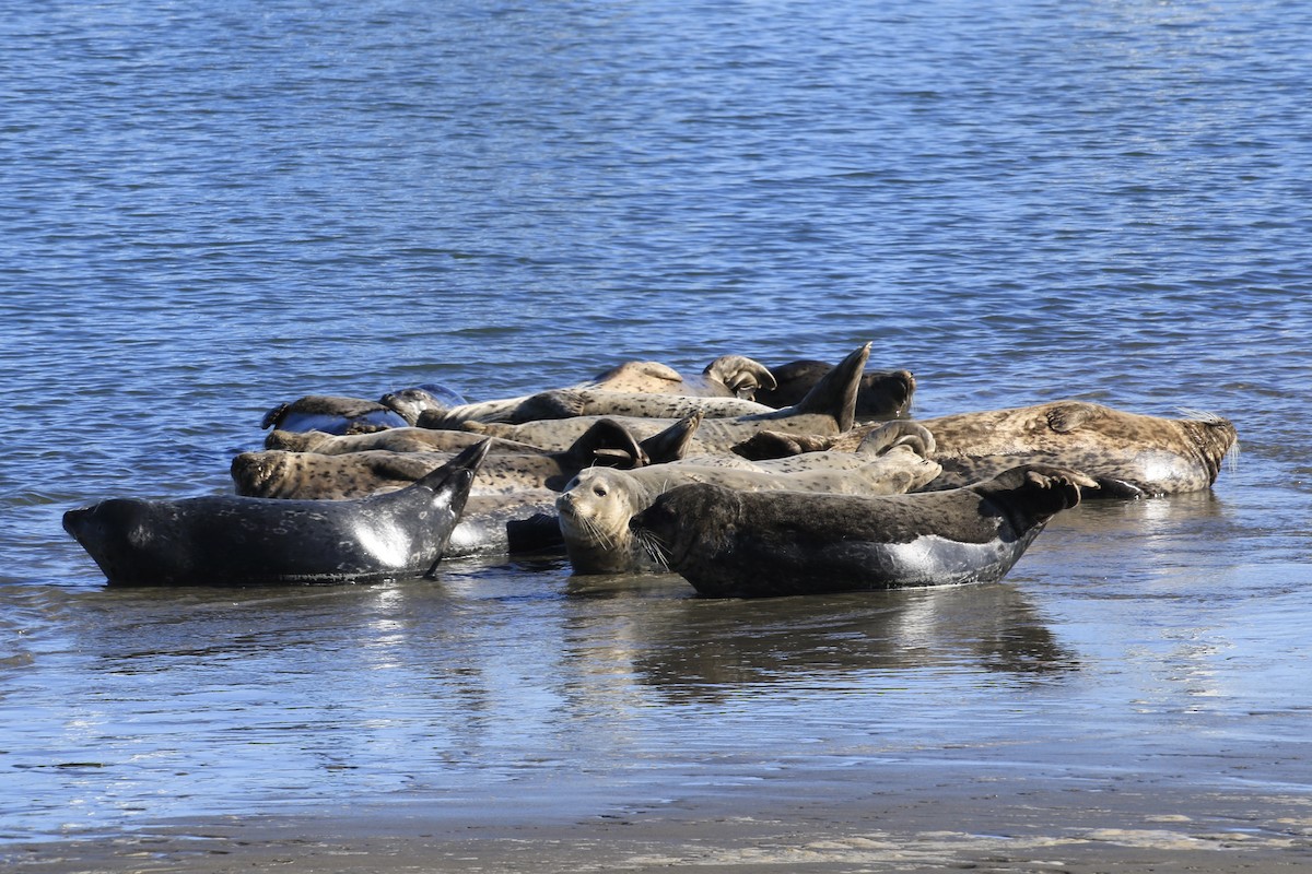 Harbor Seal - ML646555540