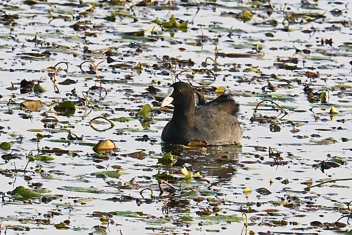 אגמית מצויה - ML646555542