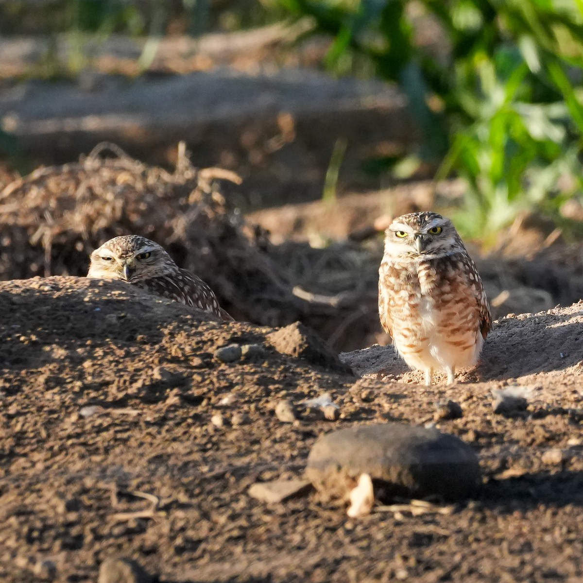 Burrowing Owl - ML646555547