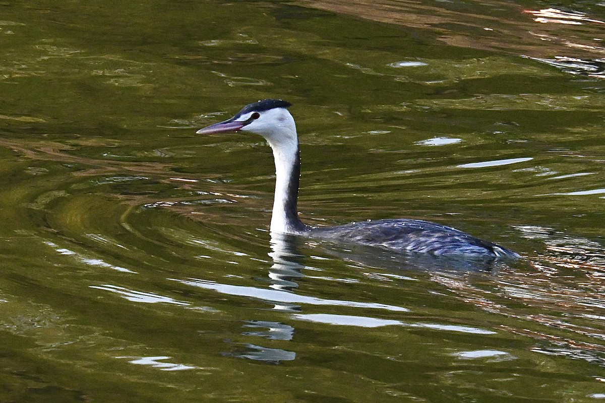 טבלן מצויץ - ML646555548
