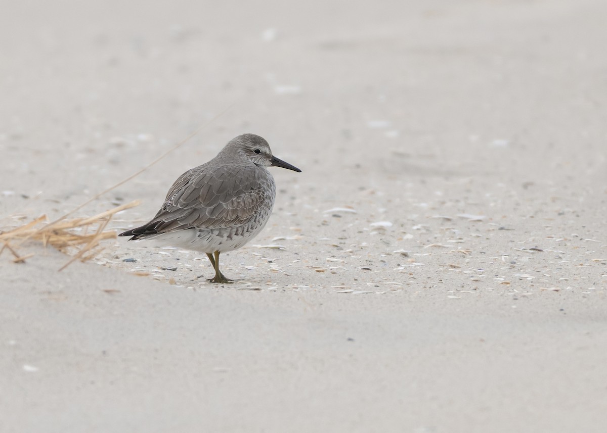 紅腹濱鷸 - ML646555549