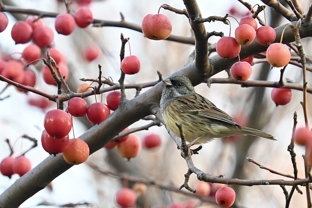 גיבתון שחור-פנים - ML646555551