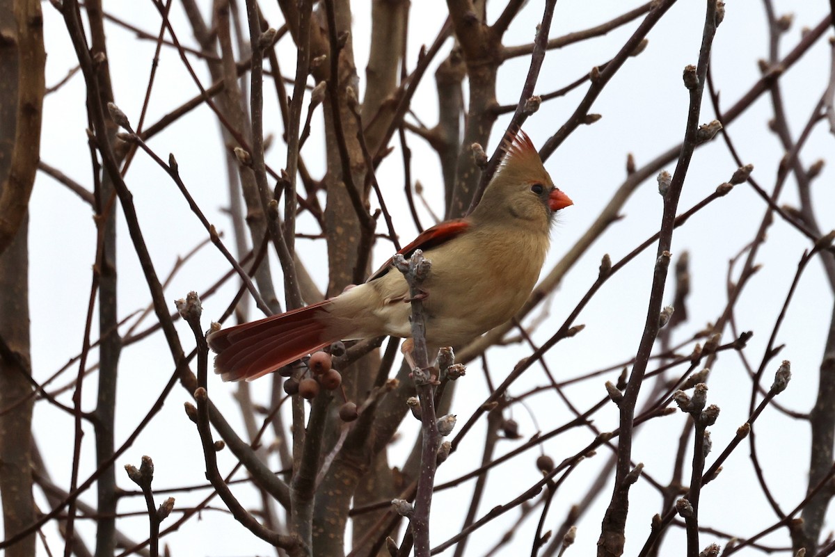 קרדינל צפוני - ML646555552
