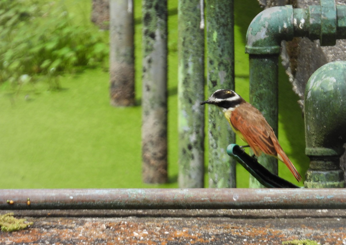 Great Kiskadee - ML646555553