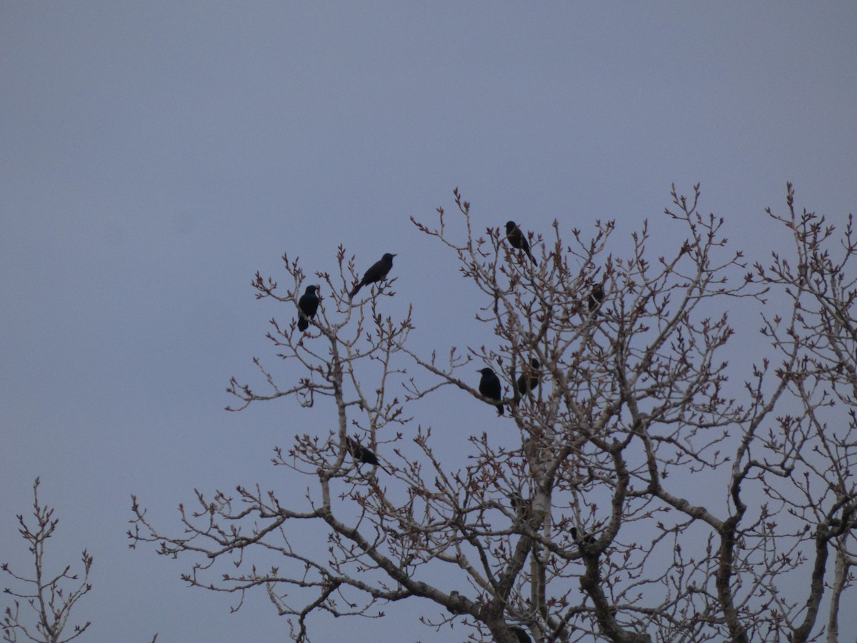 Common Grackle - ML646555554