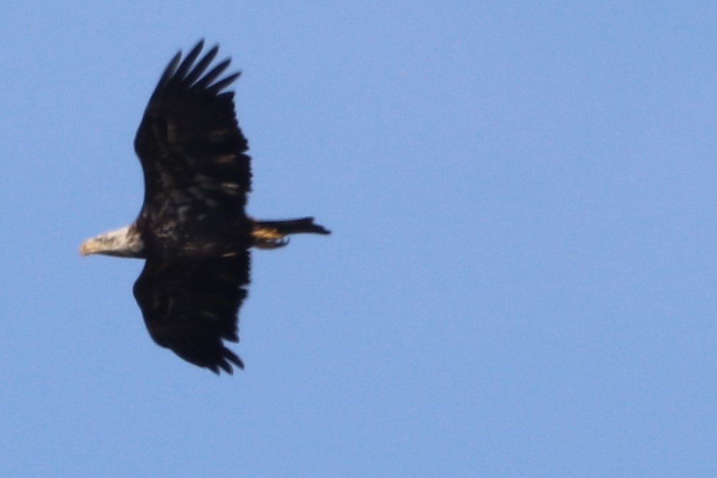 עיטם לבן-ראש - ML646555555