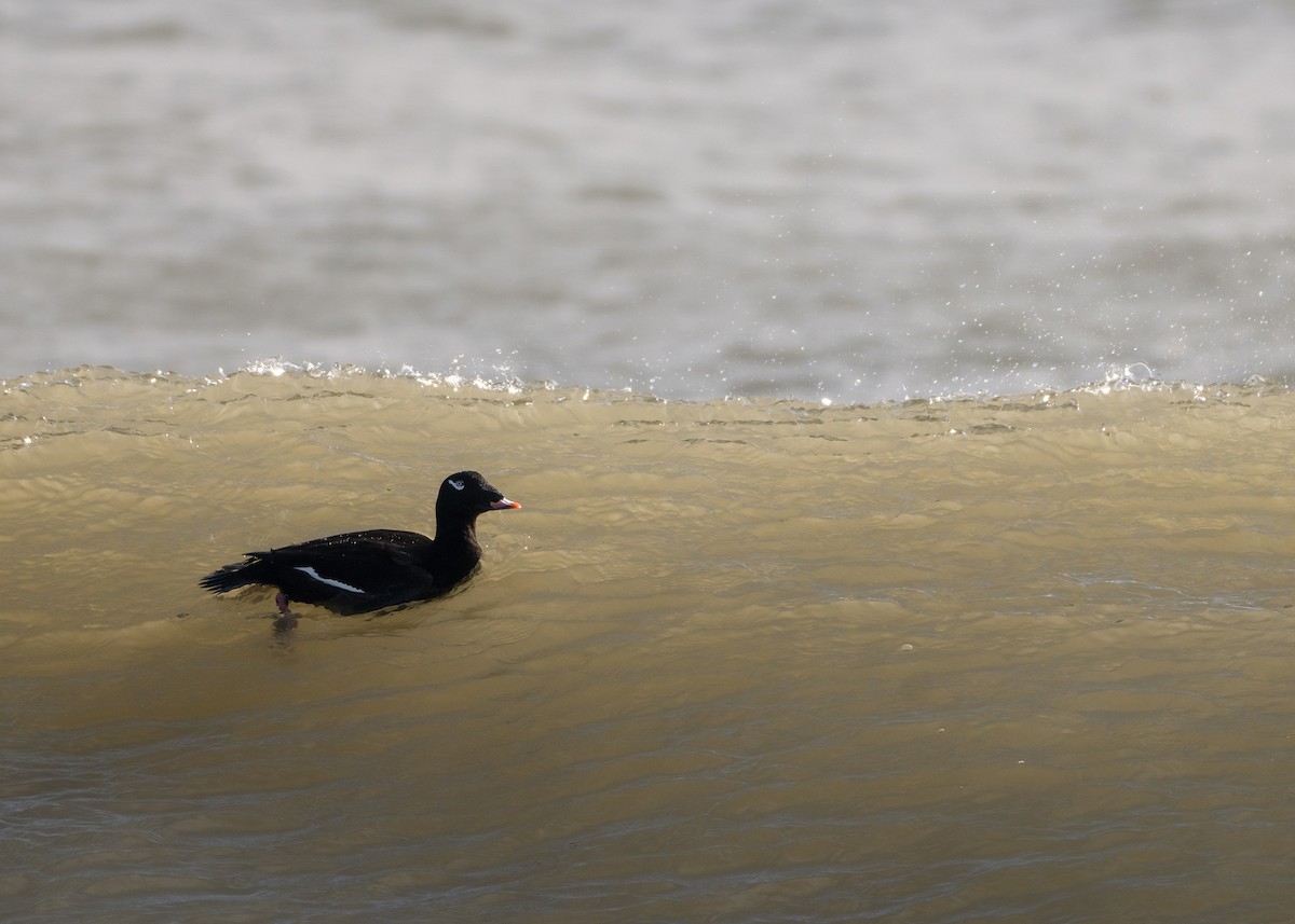 קטיפנית לבנת-כנף - ML646555556
