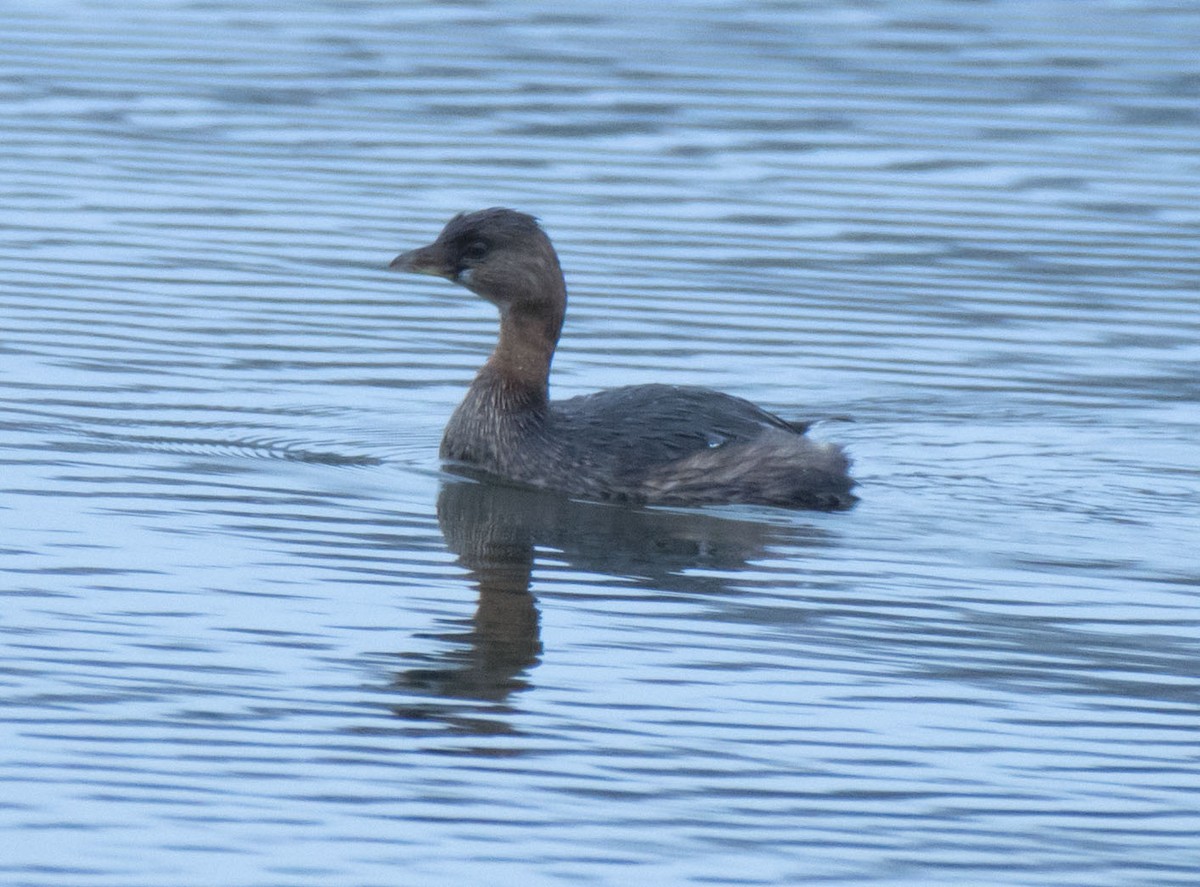 Pied-billed Grebe - ML646555559