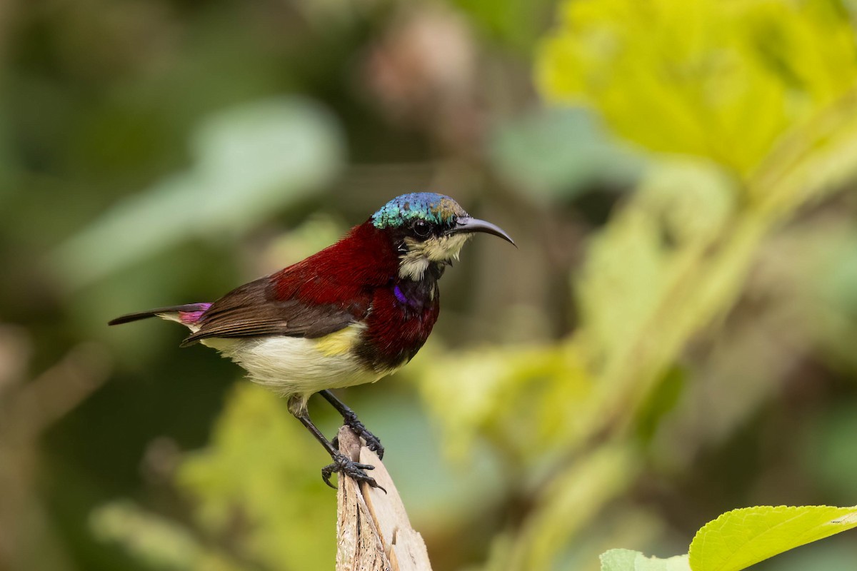 Нектаринка мала - ML646555560