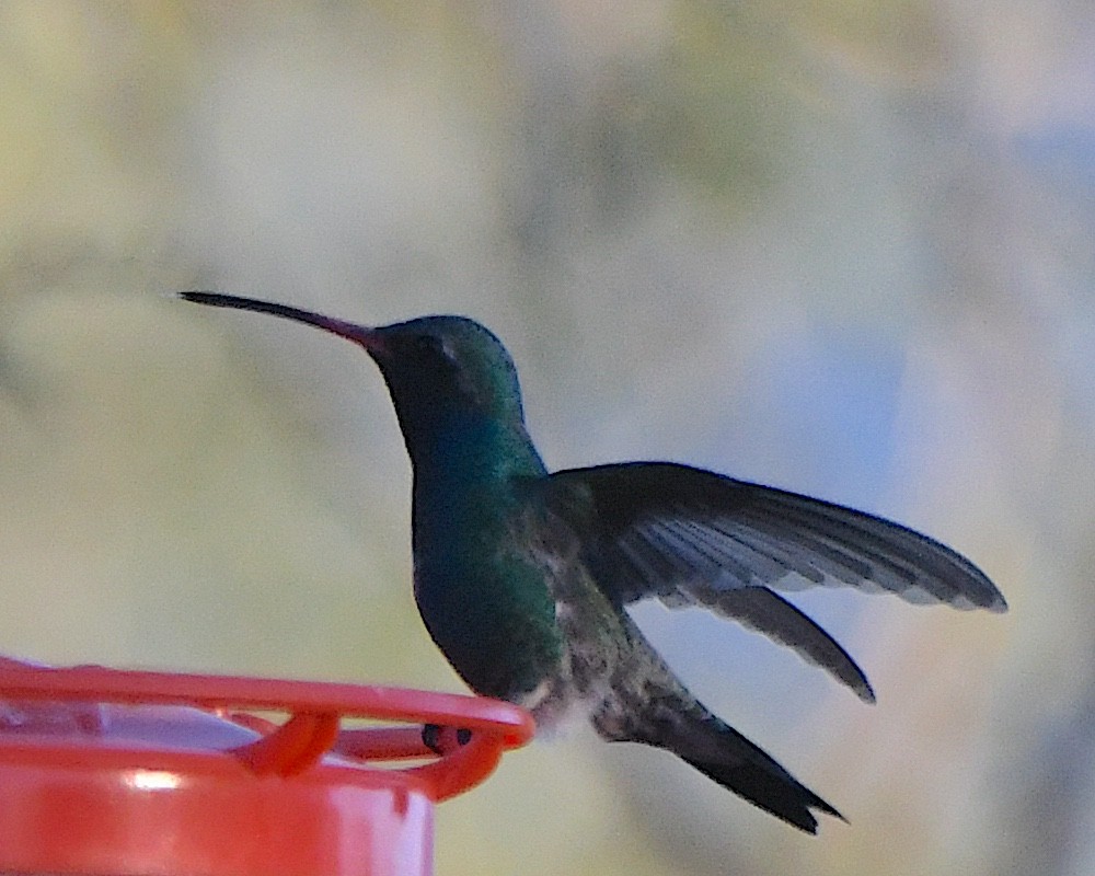 Broad-billed Hummingbird - ML646555562