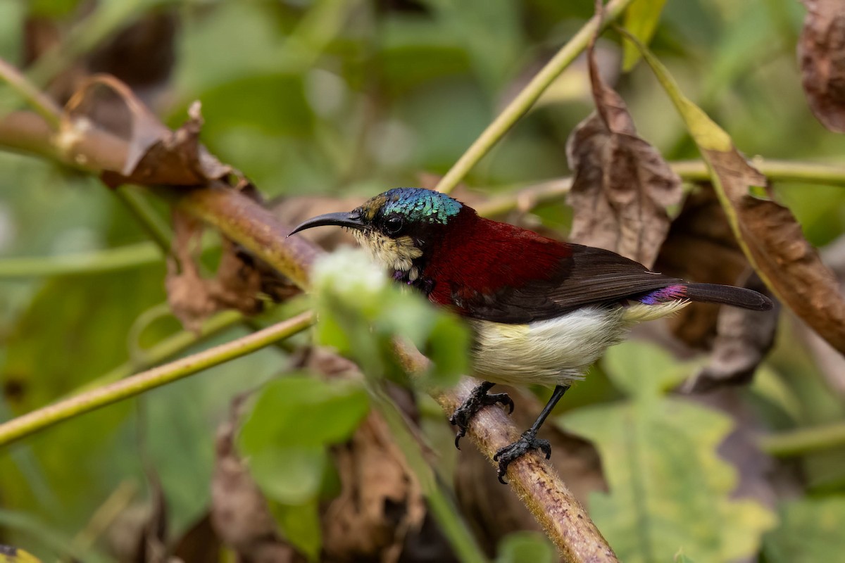 Нектаринка мала - ML646555563