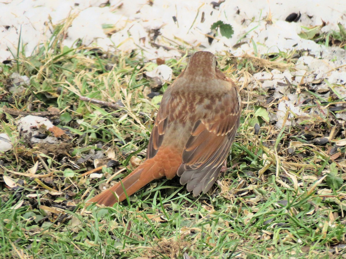 Fox Sparrow - ML646555564