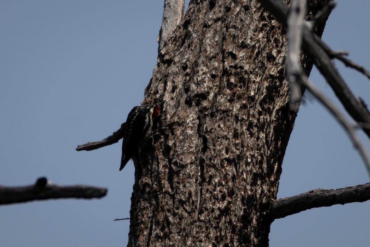 Chupasavia Nuquirrojo - ML646555566