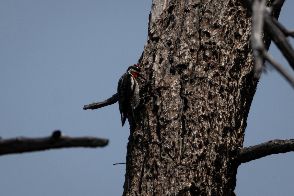 Chupasavia Nuquirrojo - ML646555567