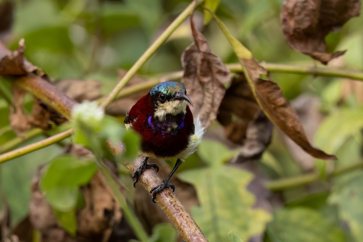 Нектаринка мала - ML646555568