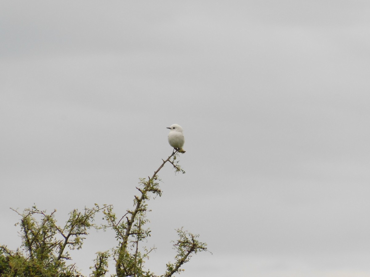 シロタイランチョウ - ML646555569