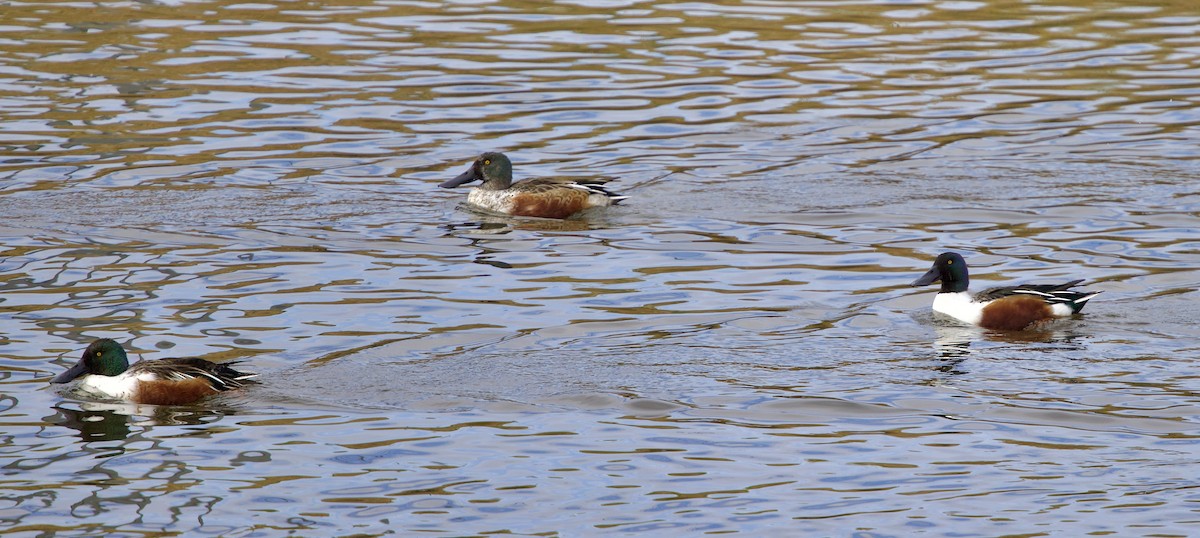 Northern Shoveler - ML646555570