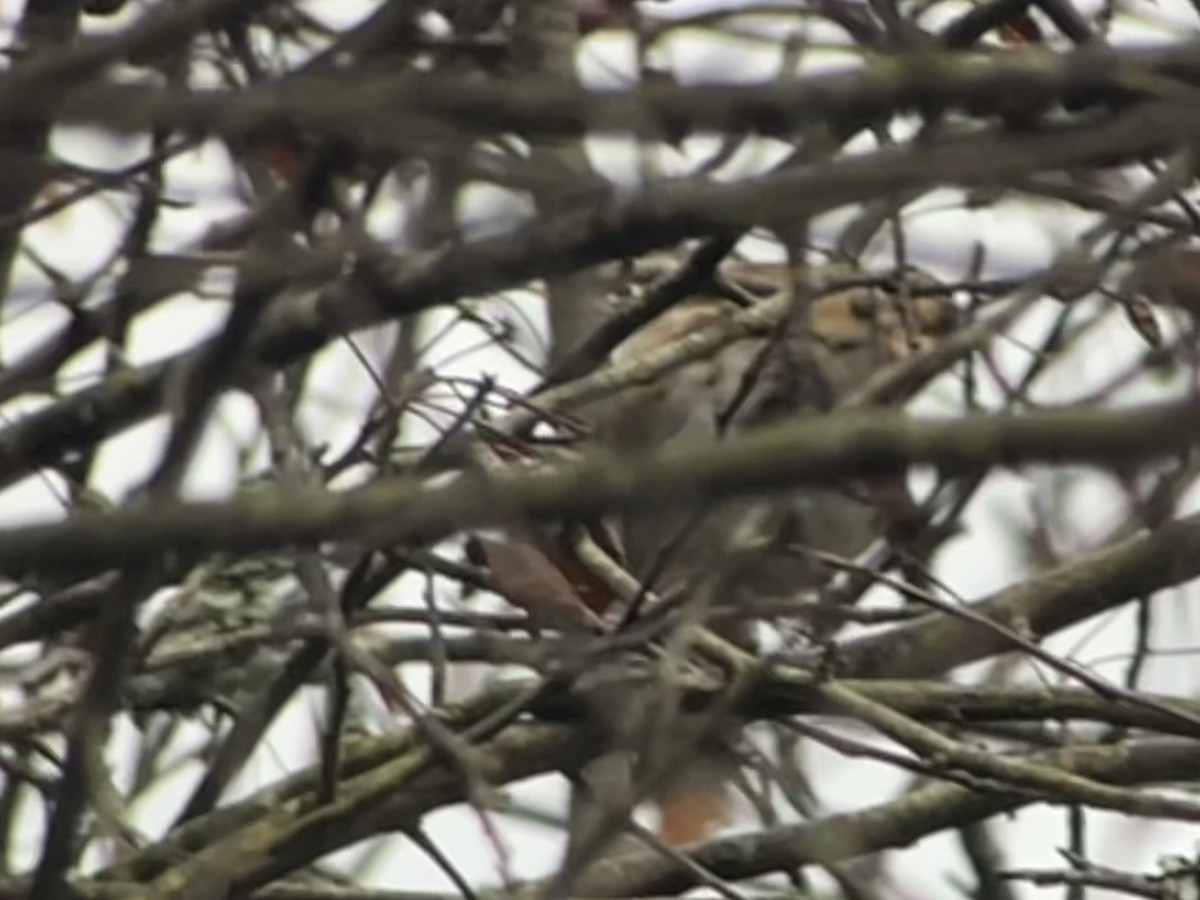 Harris's Sparrow - ML646555572