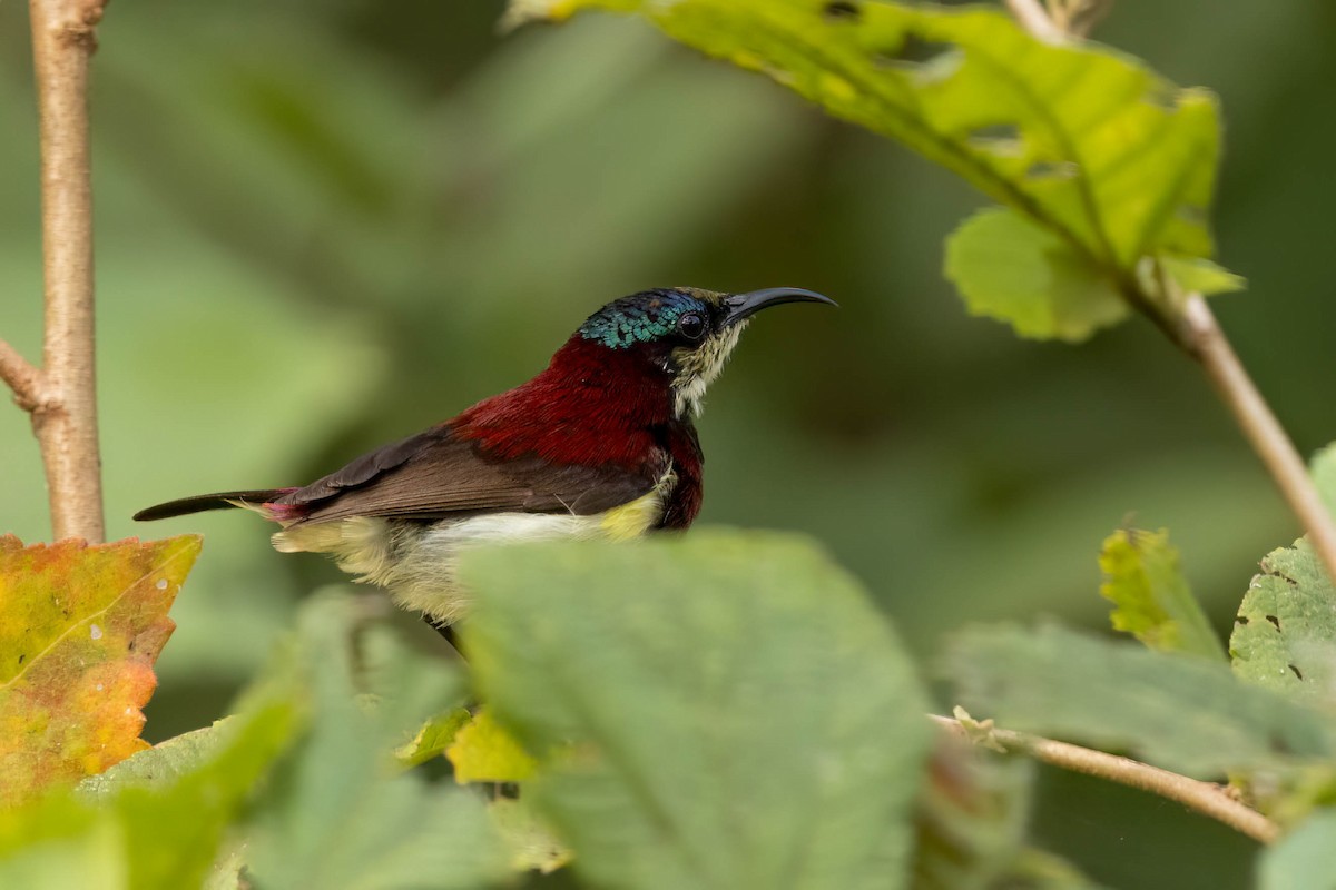 Нектаринка мала - ML646555574