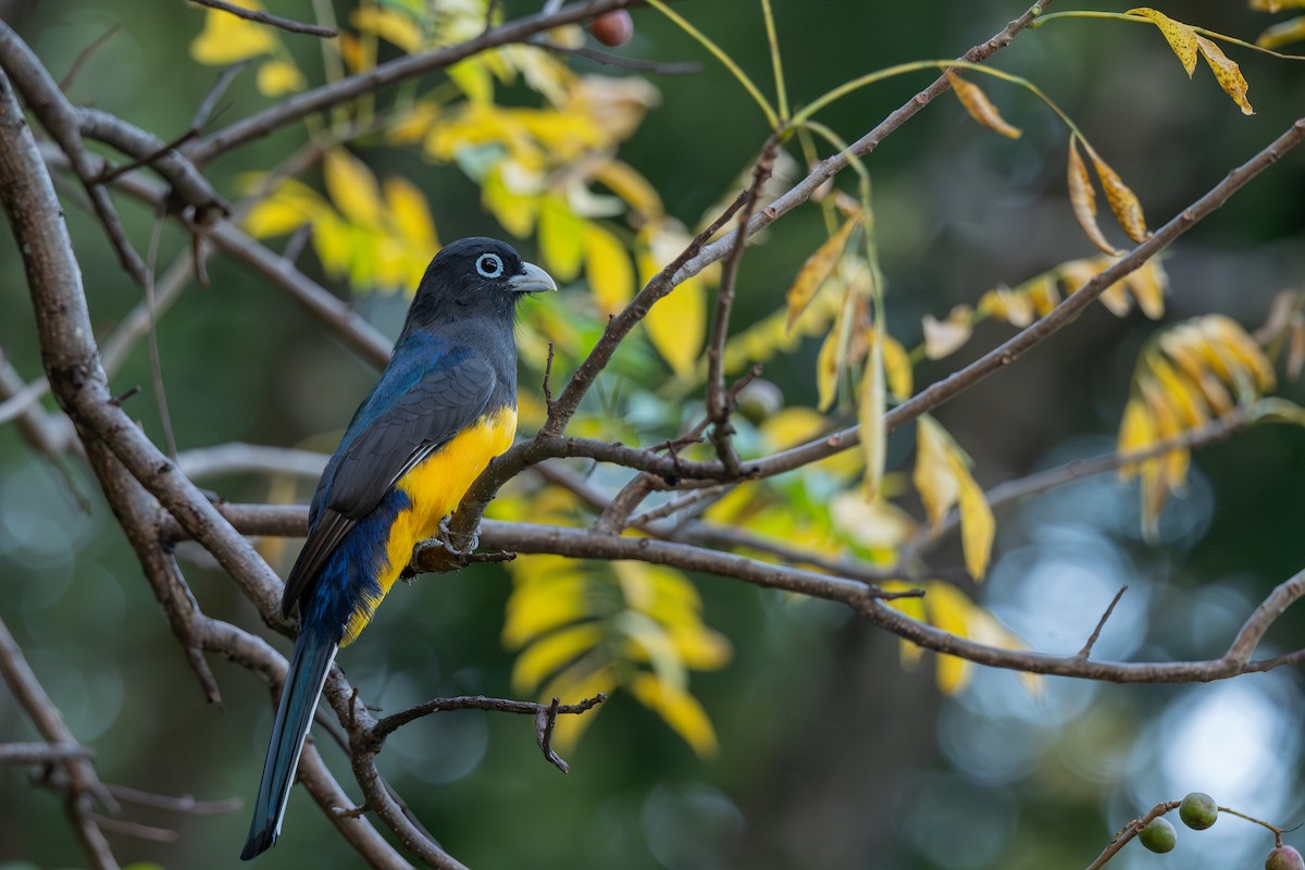 Black-headed Trogon - ML646555576
