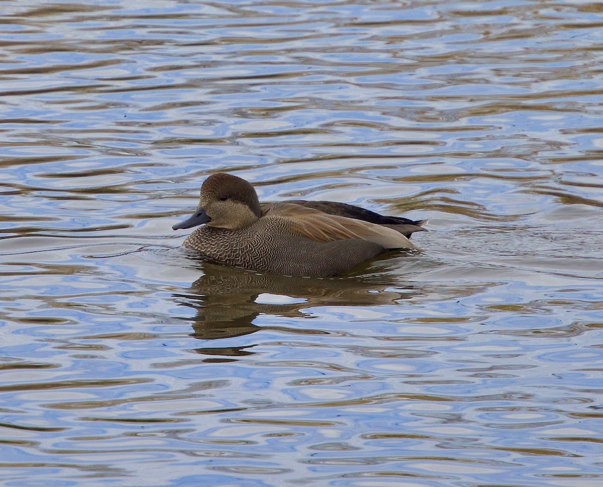 Gadwall - ML646555583