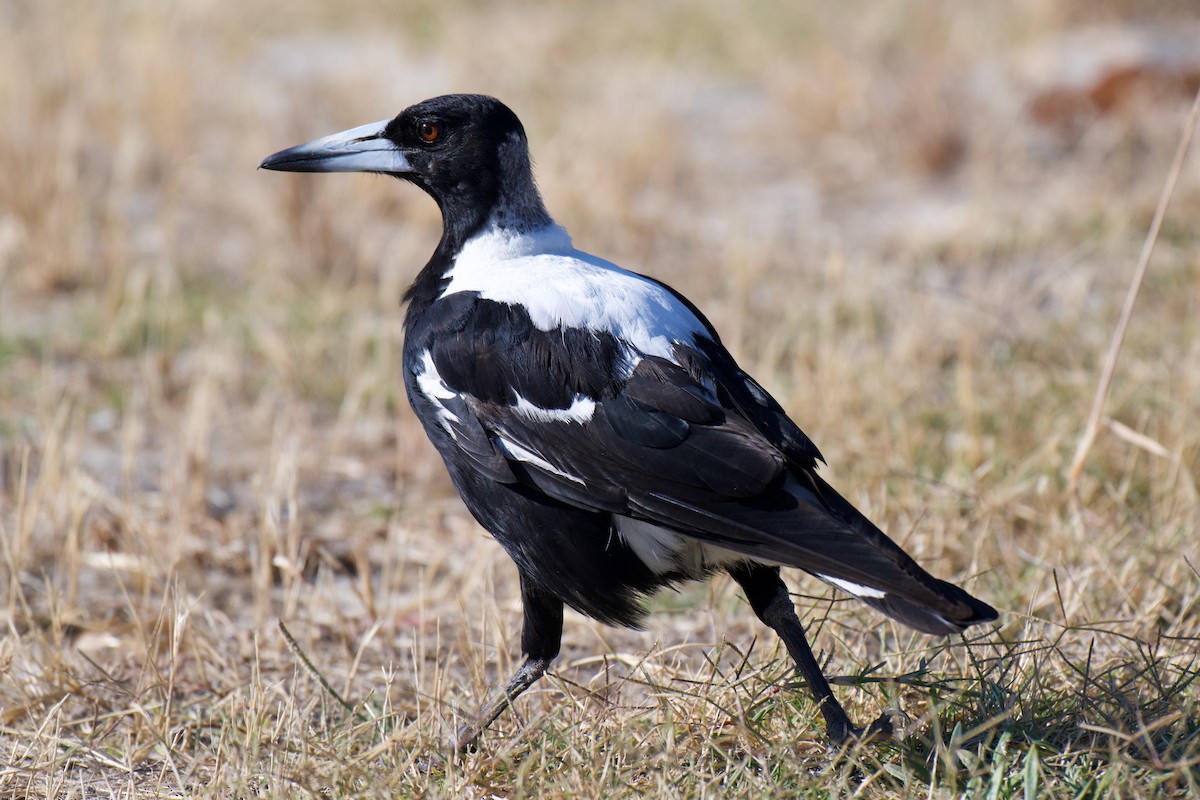 plystreskjære - ML646555585