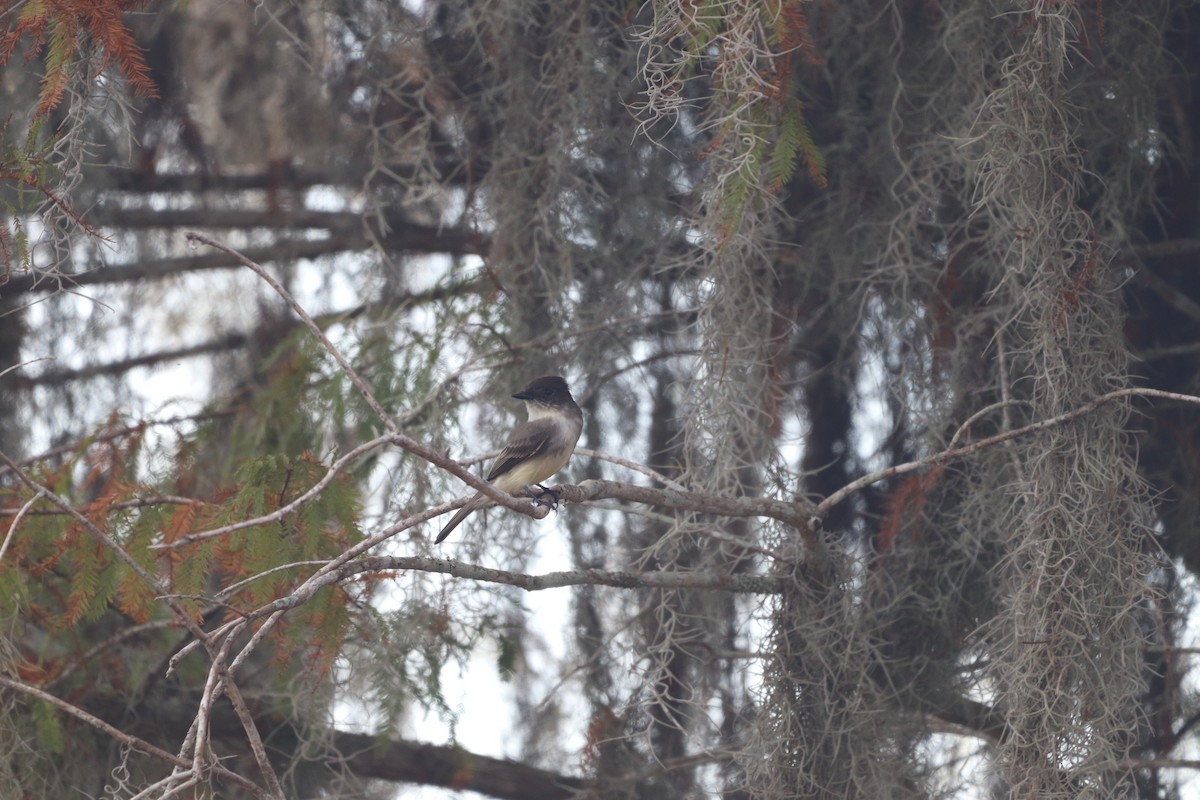 Eastern Phoebe - ML646555586