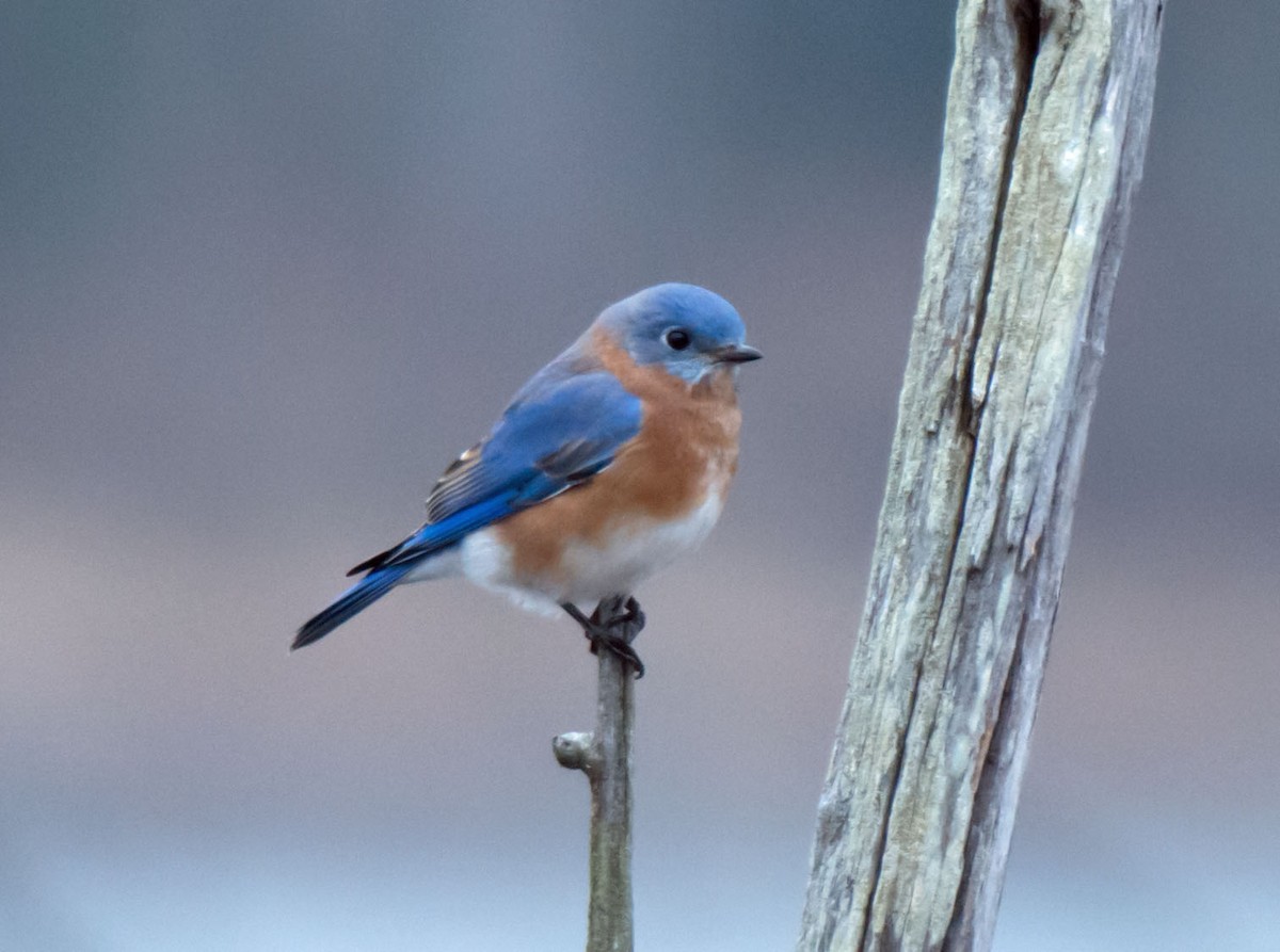 Eastern Bluebird - ML646555590