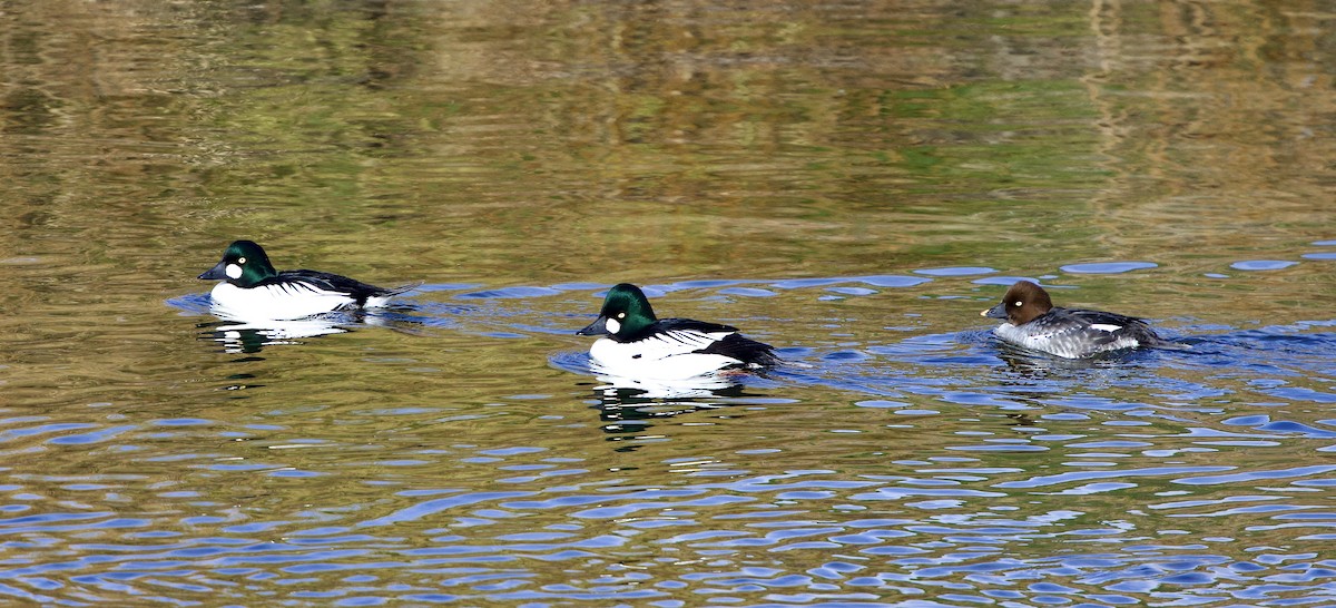 Common Goldeneye - ML646555591