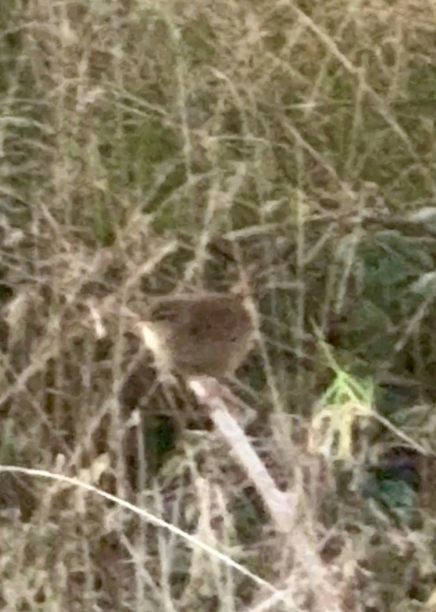 ミソサザイ - ML646555593