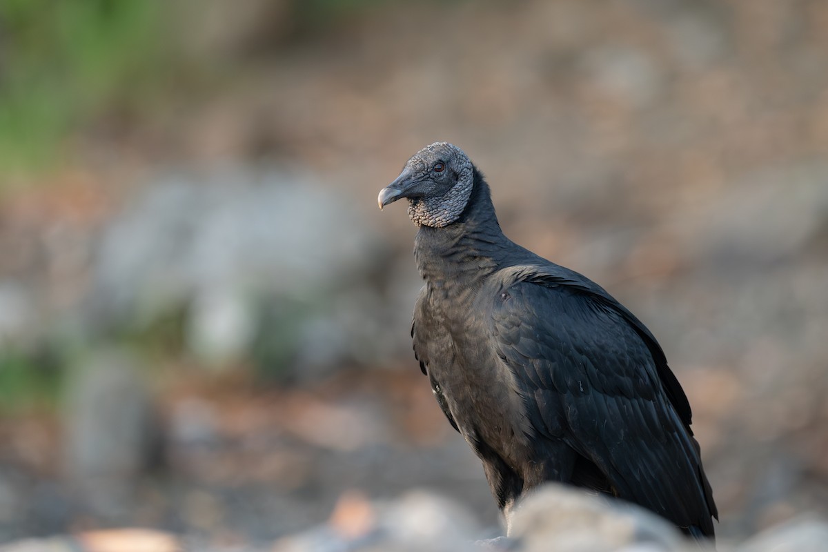 Urubu noir - ML646555594