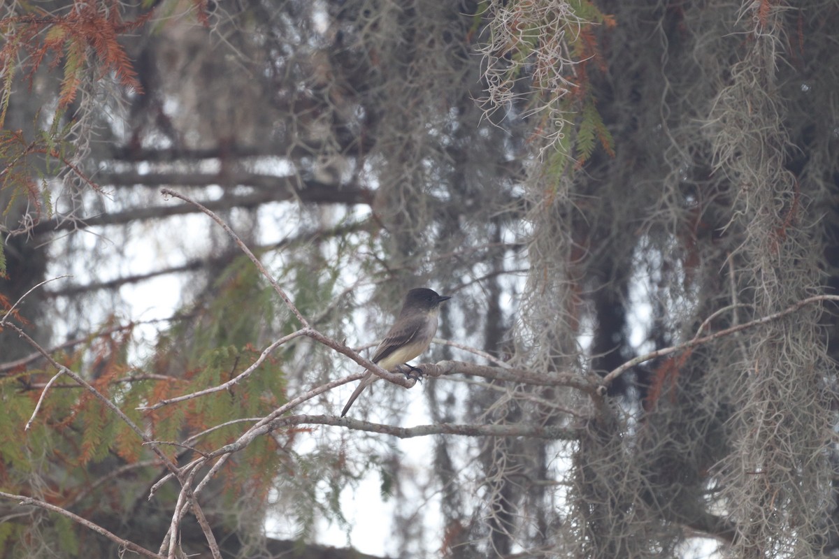 Eastern Phoebe - ML646555596