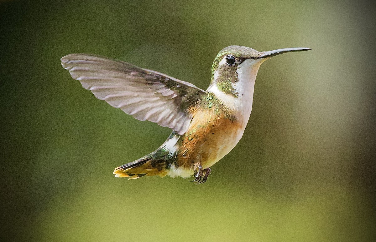 White-bellied Woodstar - ML646555598