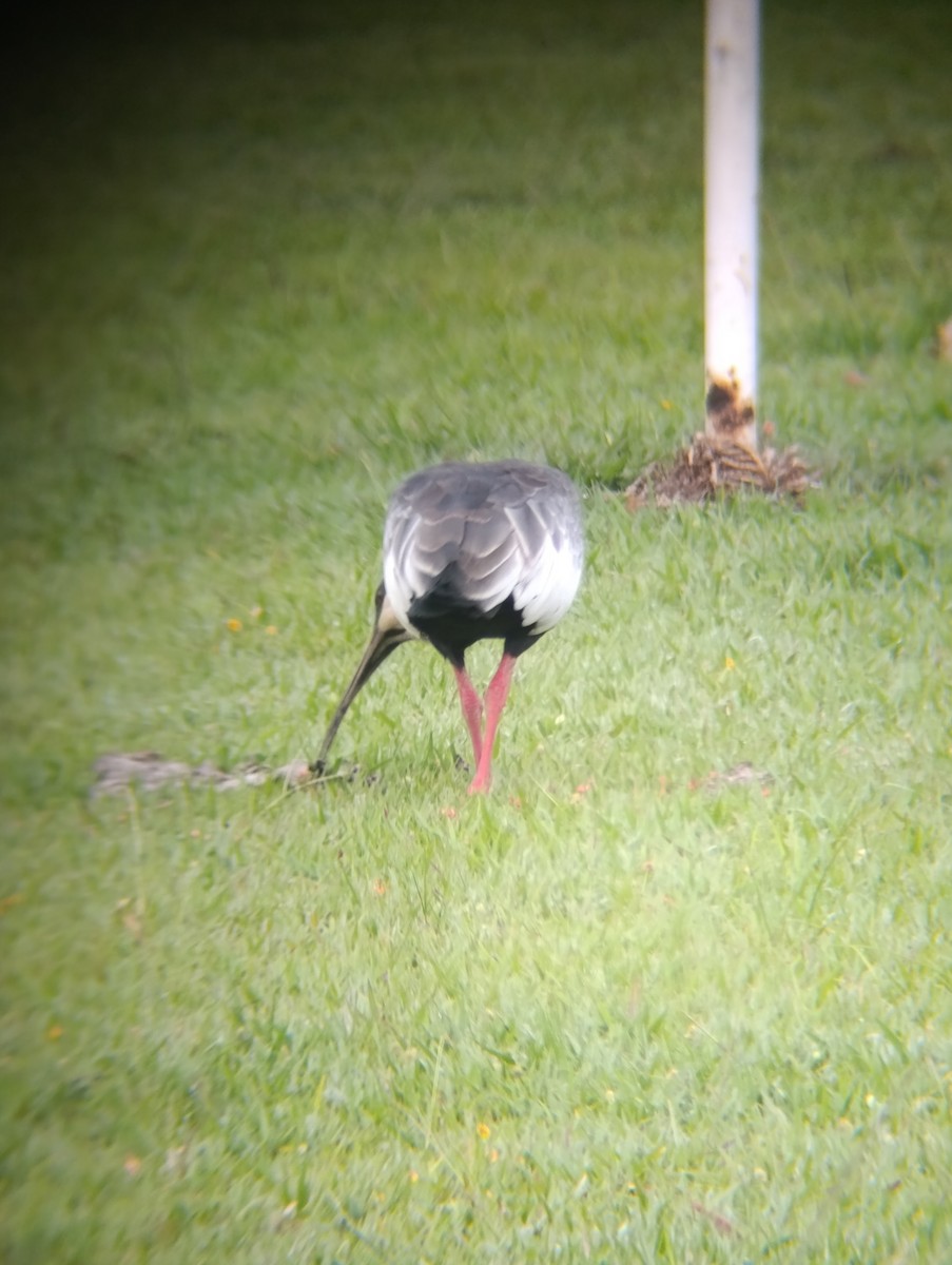 Buff-necked Ibis - ML646555600