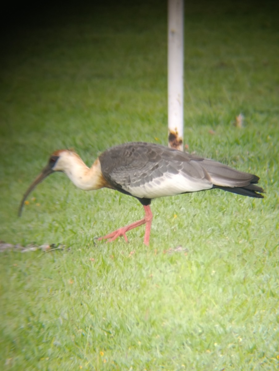 Buff-necked Ibis - ML646555601