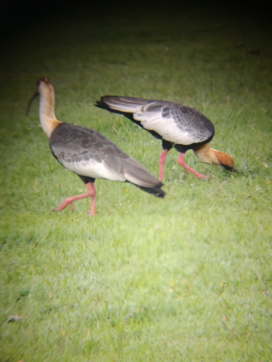 Buff-necked Ibis - ML646555602